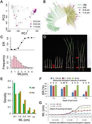 Genetic Architecture and Candidate Genes for Deep-Sowing Tolerance in Rice Revealed by Non-syn GWAS